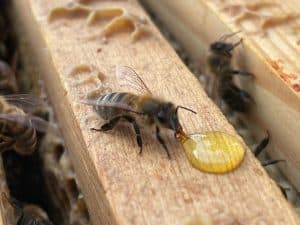 A bee drinking necter.