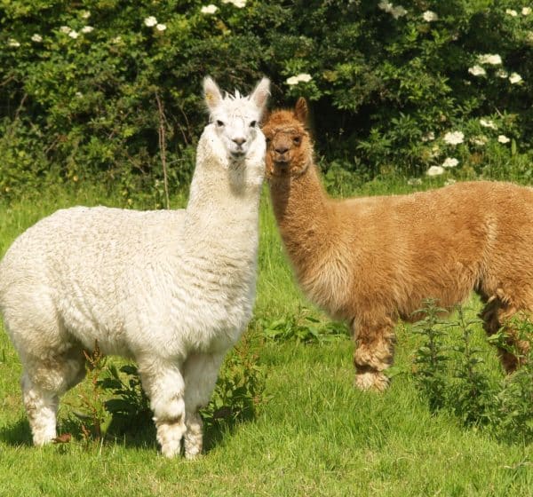 White and tan brown alpacas standing in grass
