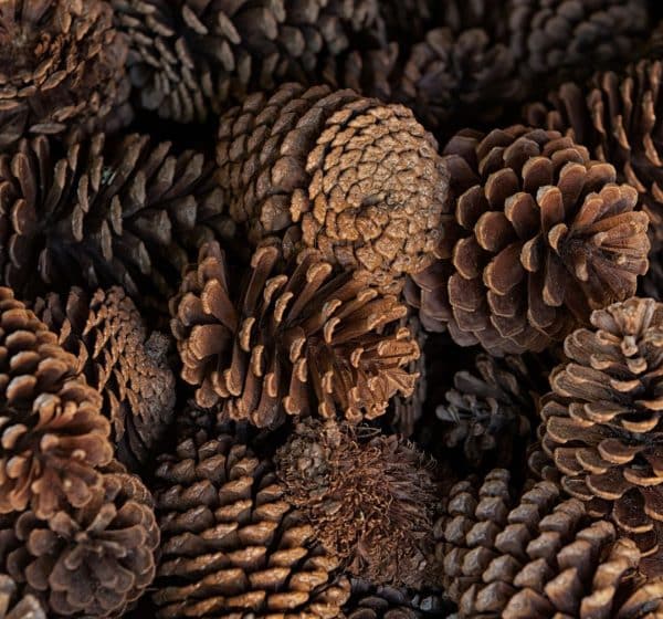 A pile of pinecones.