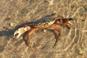 A common shore crab in shallow water