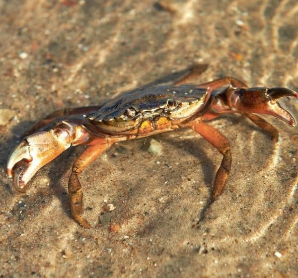 A common shore crab in shallow water