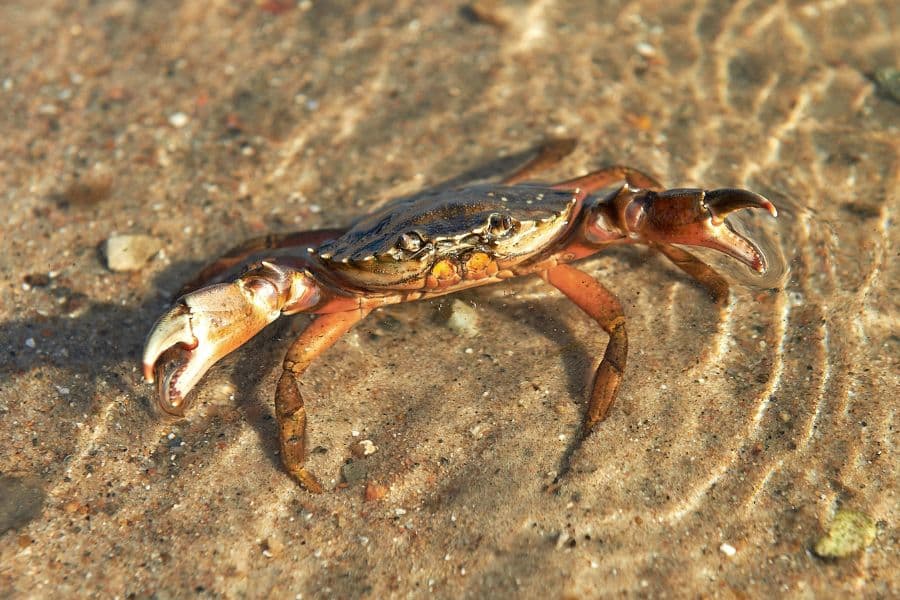 A common shore crab in shallow water