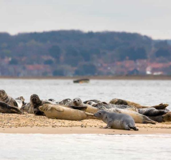 Seals on the shore at Blakeney Point, Norfolk