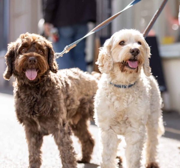 One brown and one cream dog on leads with their tongues out