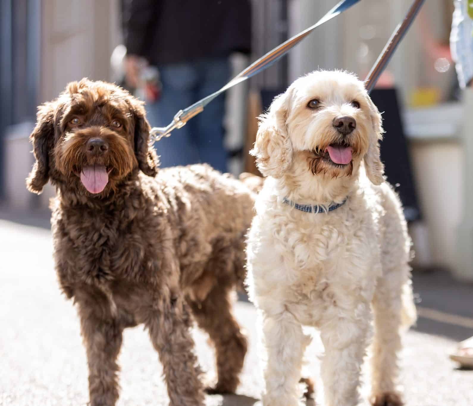 One brown and one cream dog on leads with their tongues out