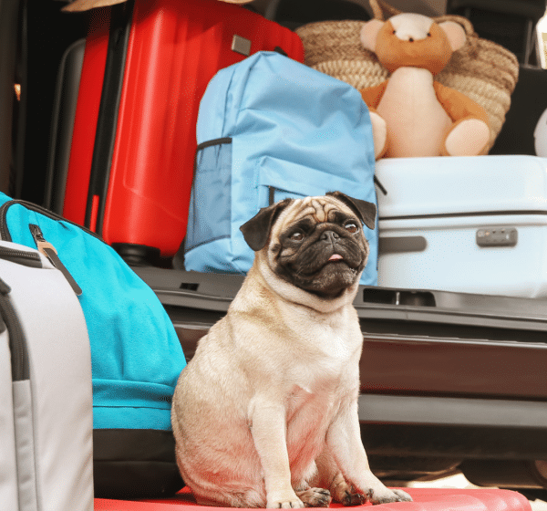 A pug sits on top of a suitcase. In the background, a car boot is full of luggage