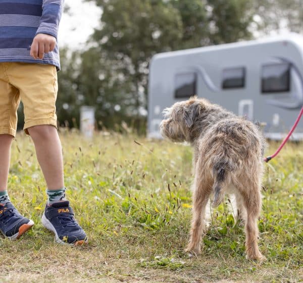 A border terrier on a lead with a caravan in the background