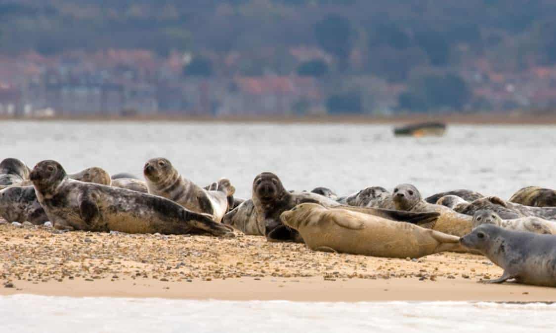 Seals relax on the shore at Blakeney Point