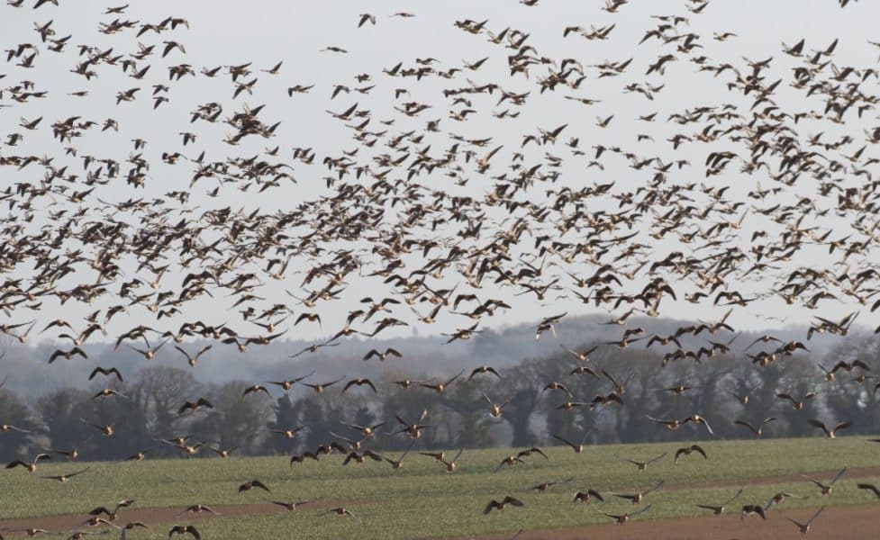 Hundreds of pink footed geese arriving at Holkham National Nature Reserve
