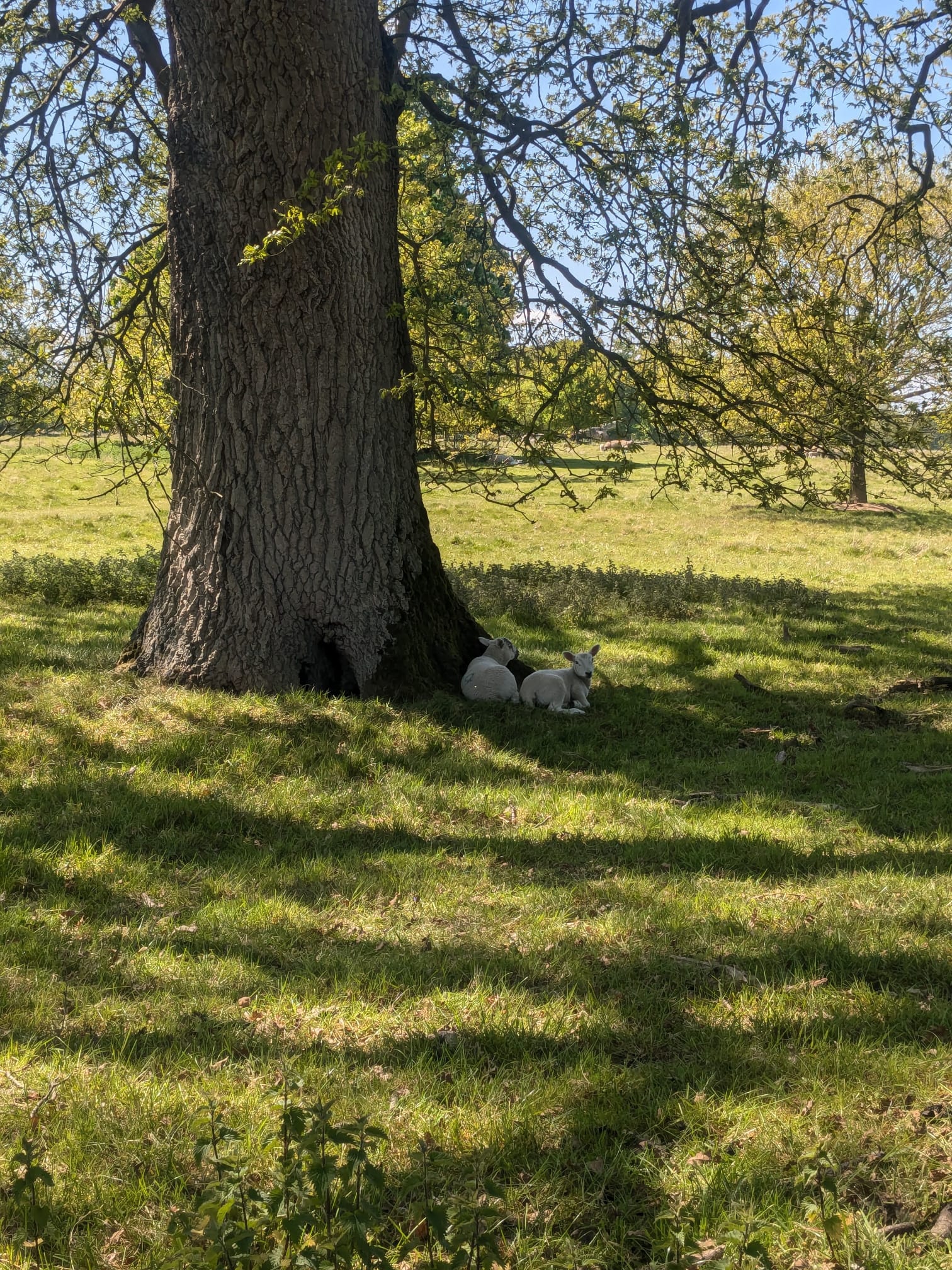Lambs under a tree at Blickling