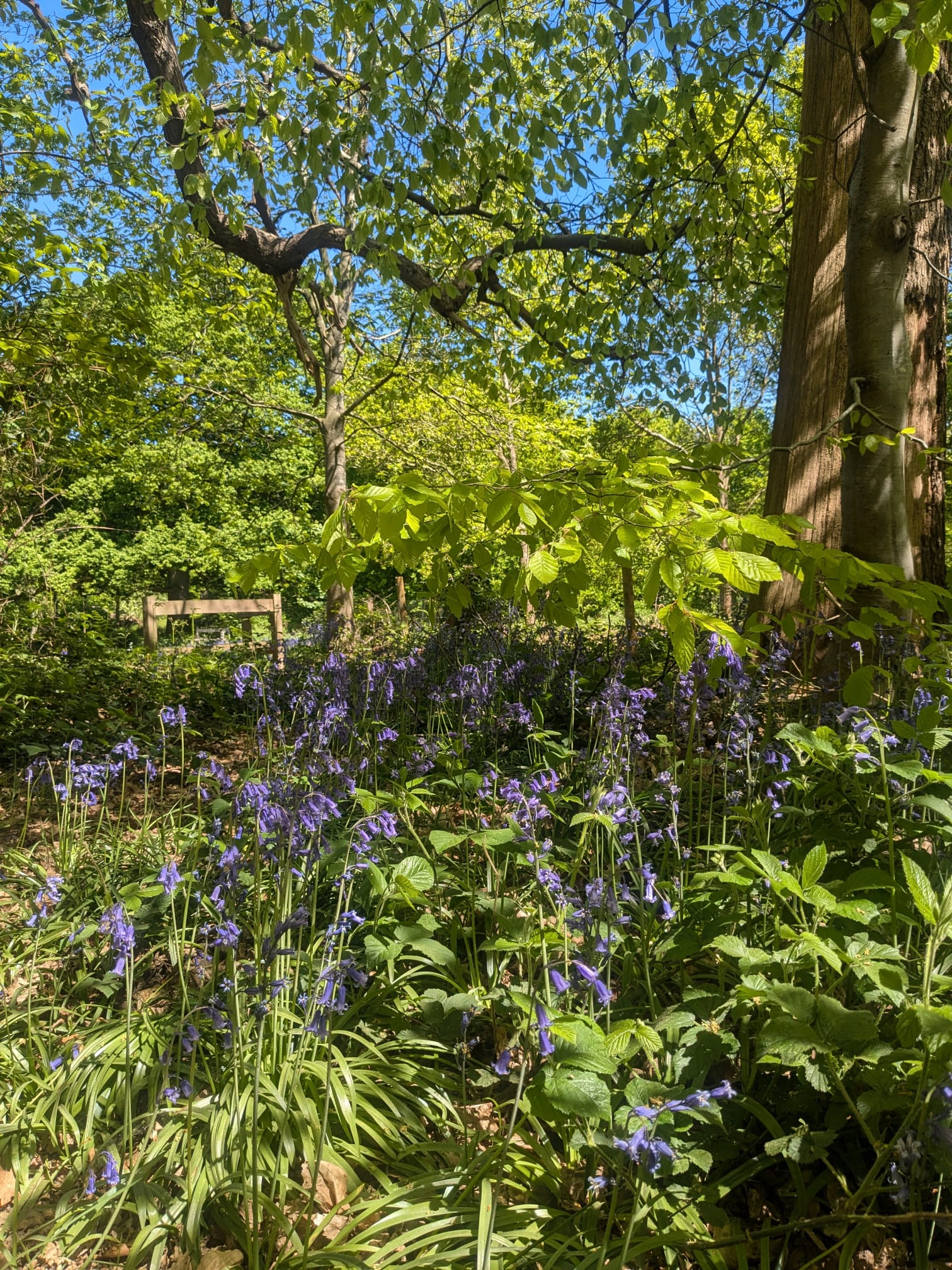 A group of bluebells at Blickling