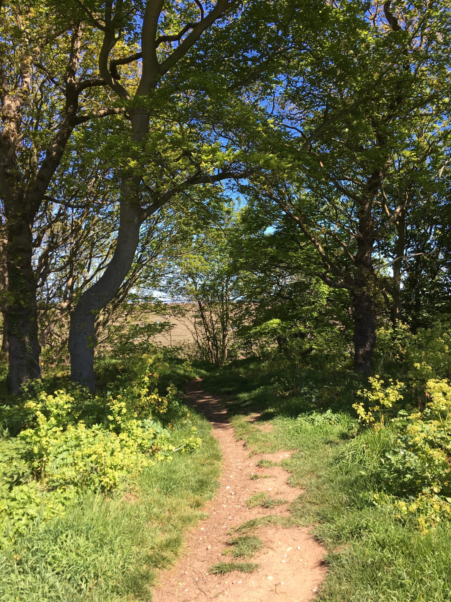 Path beneath trees on the walk from Wells to Stiffkey