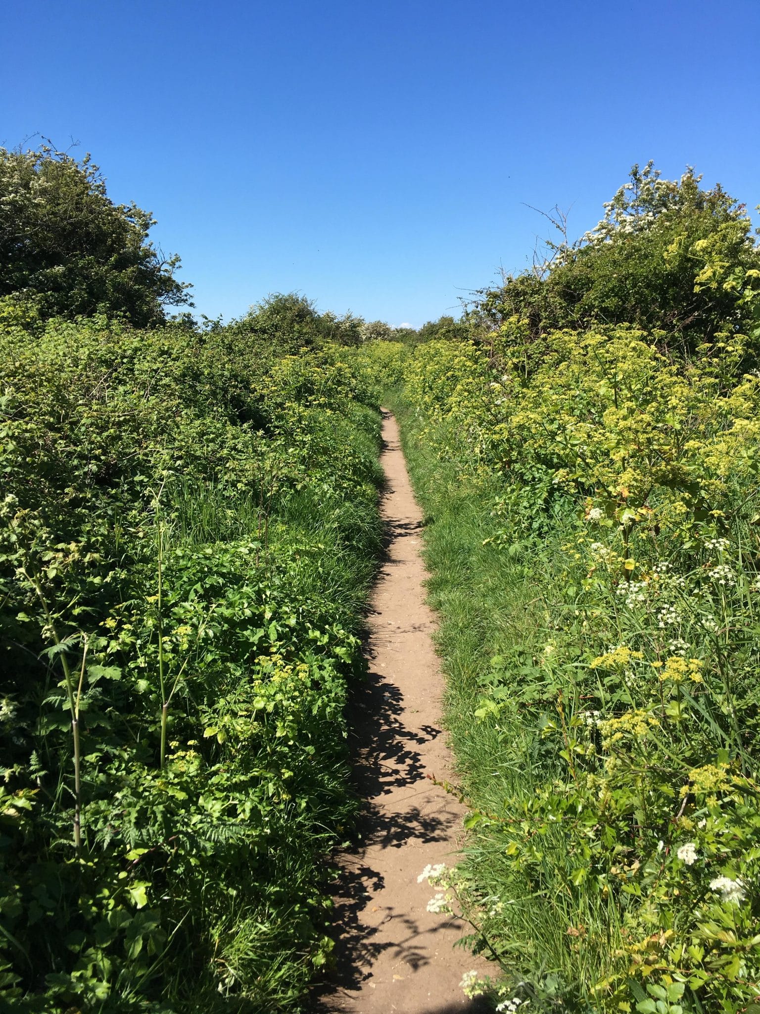Path through hedges on the walk from Wells to Stiffkey