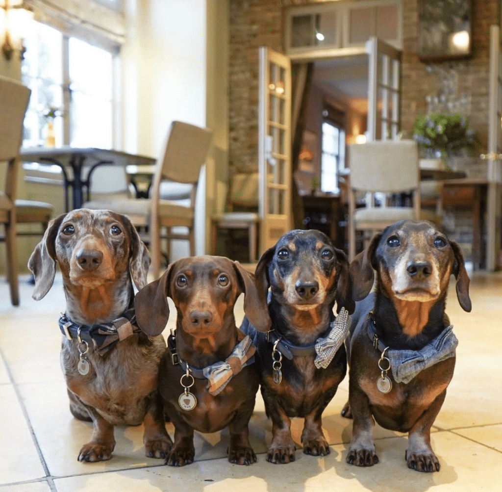 Four sausage dogs stand in a row in a traditionally decorated orangery.