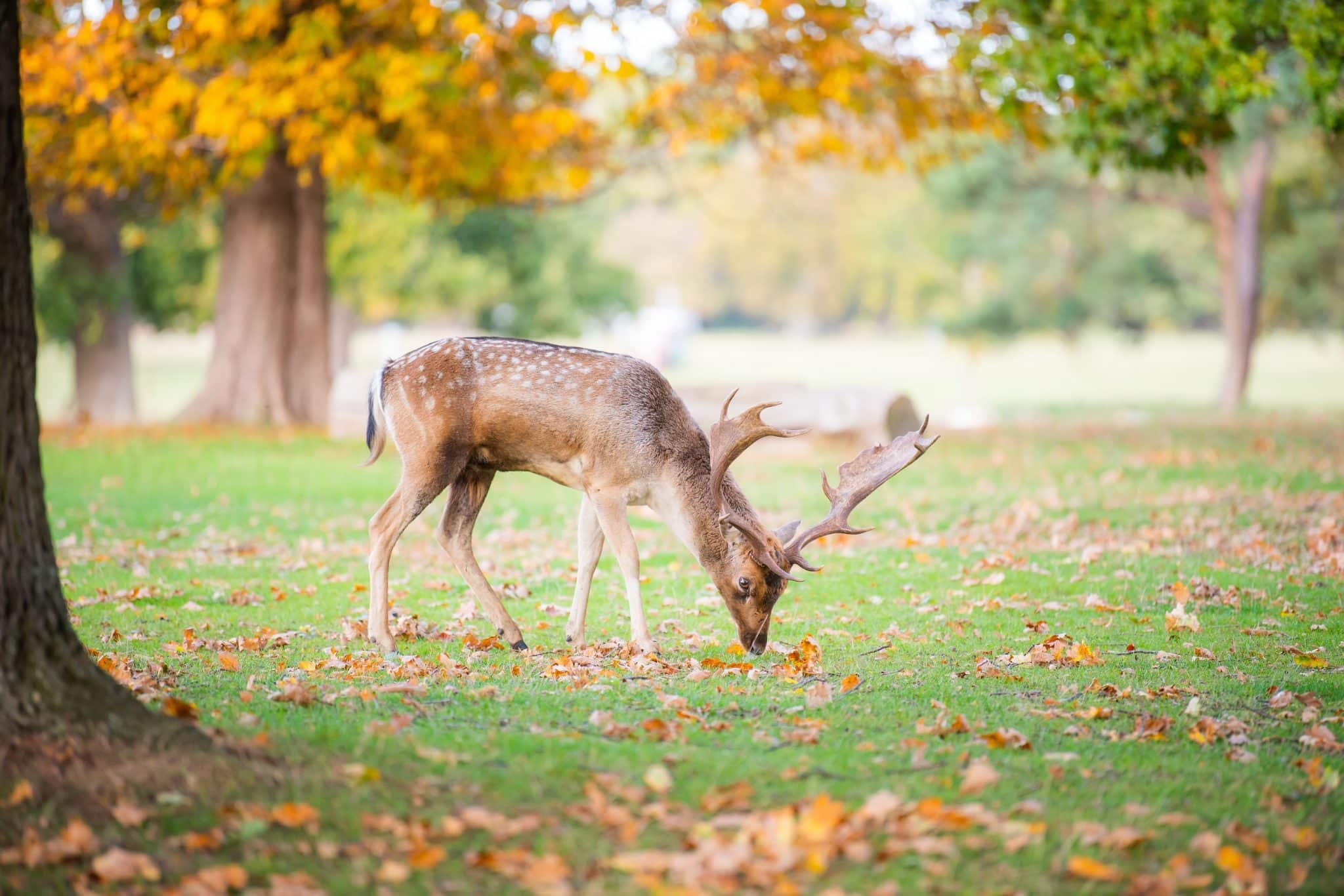 A deer with antlers grazing under autumn trees