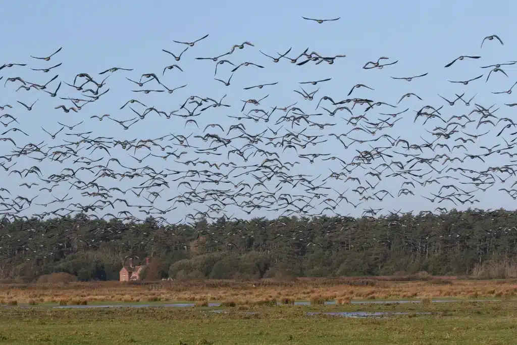 A sky full of pink-footed geese over Holkham marshes