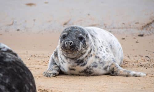 A seal pup on the sand